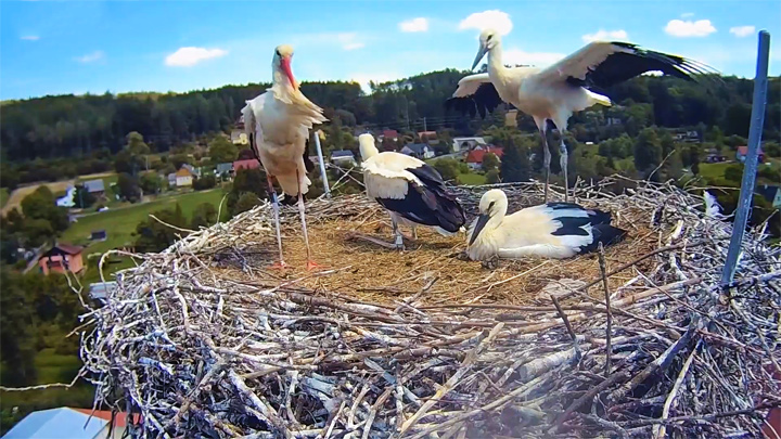 Онлайн веб-камера возле гнезда аистов в деревне Богуславице, Чехия (Богуславице, Чехия)